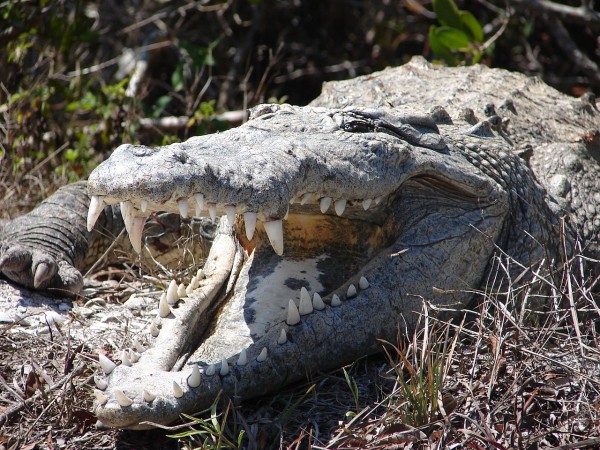 1280px-American_crocodile,_J_N_Ding_Darling_National_Wildlife_Refuge,_USFWS_9679