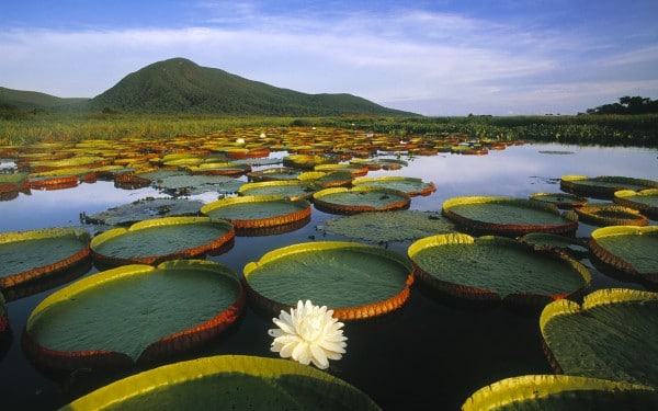 Flor da Vitória Régia no Pantanal Matogrossense, Brasil (Vitória Régia Water Lily at Pantanal Matogrossense, Brazil)