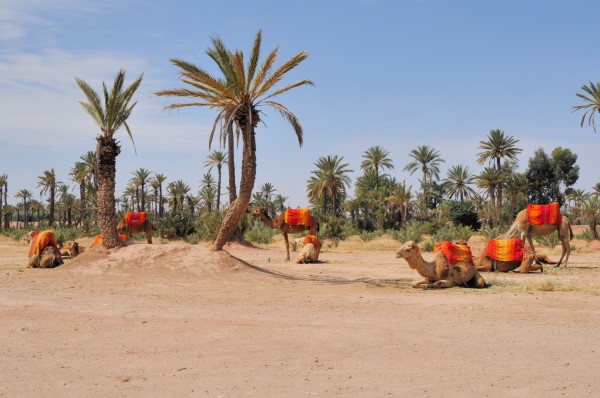 La_Palmeraie_de_Marrakech_709