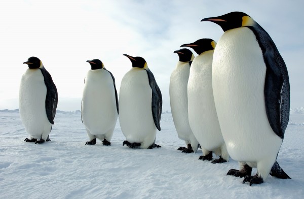 Manchots-empereur-Antarctique