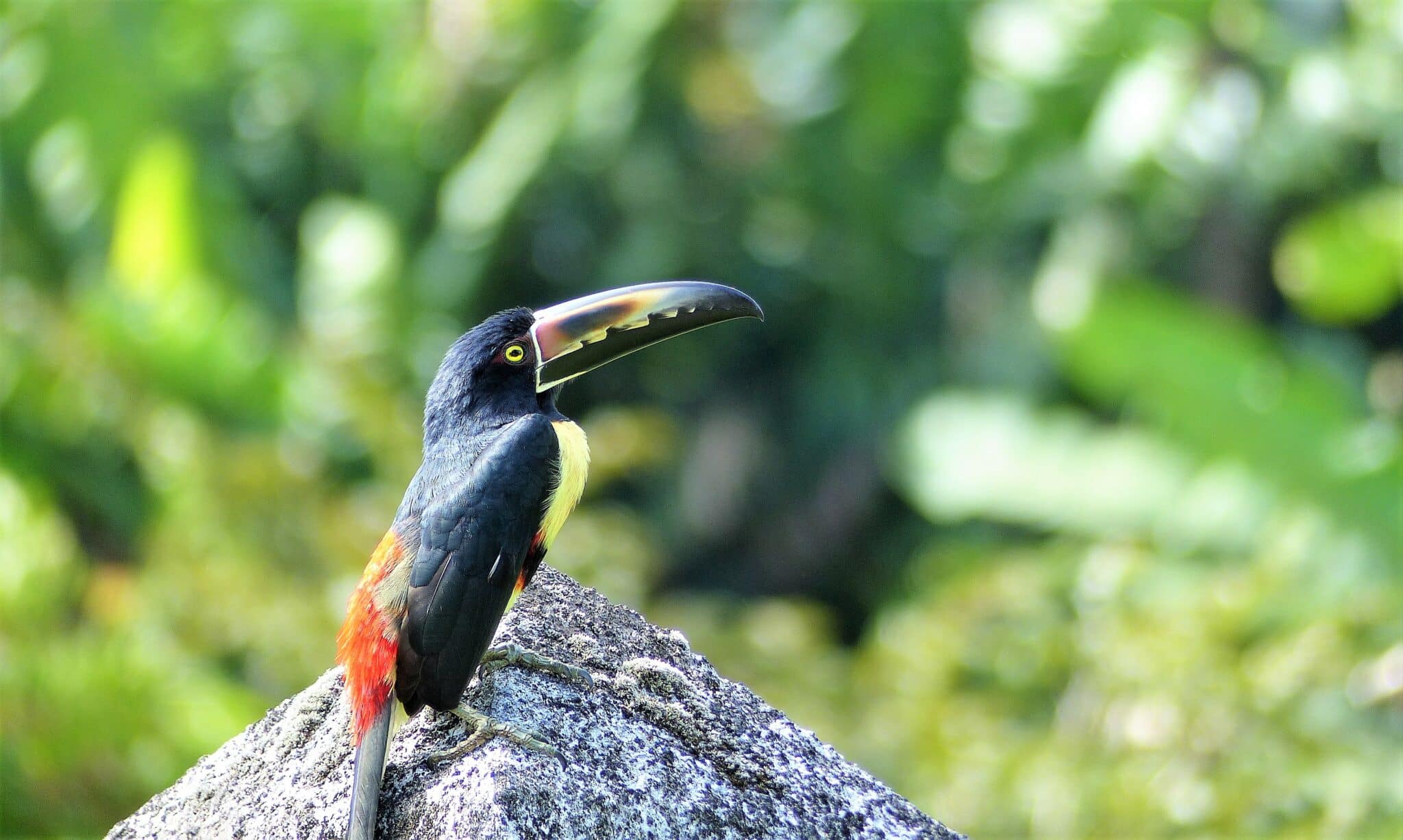 Costa Rica : Nos adresses “secrètes” où observer la faune et la flore