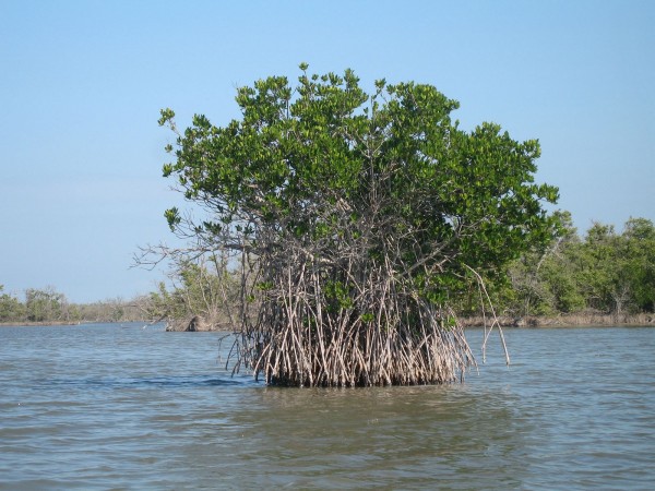 Red_mangrove-everglades_natl_park