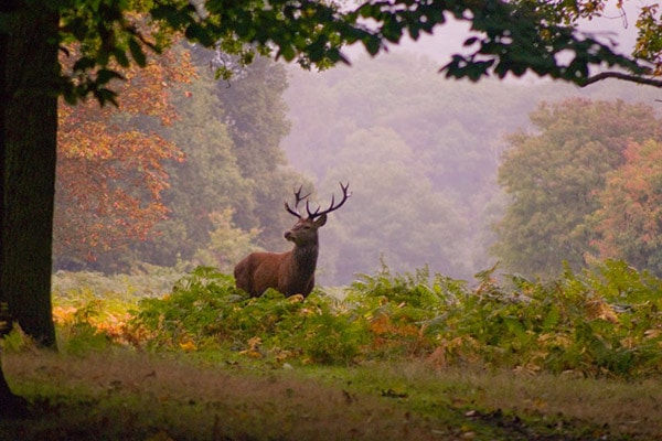 Richmond-Park-Londres-TourDuMonde_FR-2