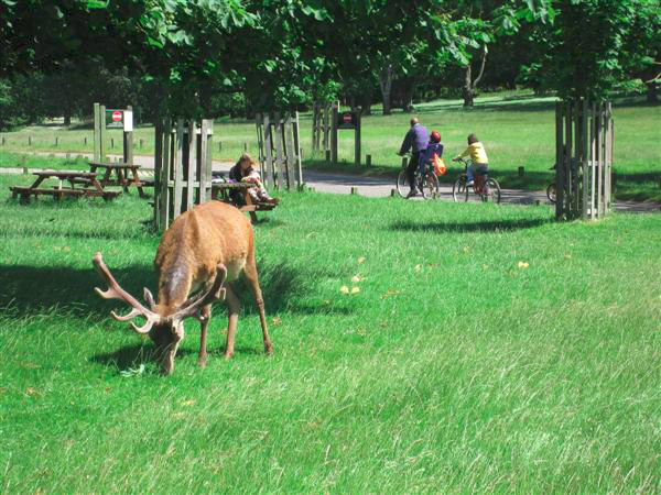 Richmond-Park-Londres-TourDuMonde_FR-6
