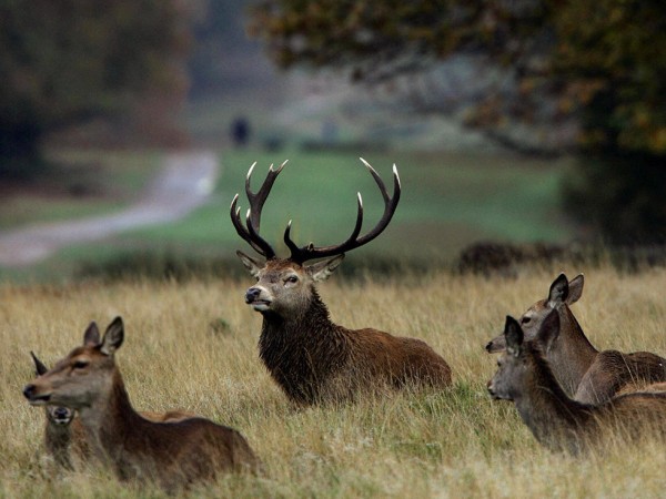 Richmond-Park-Londres-TourDuMonde_FR-7