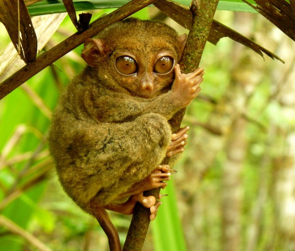 Tarsier_Sanctuary,_Corella,_Bohol_(2052878890)