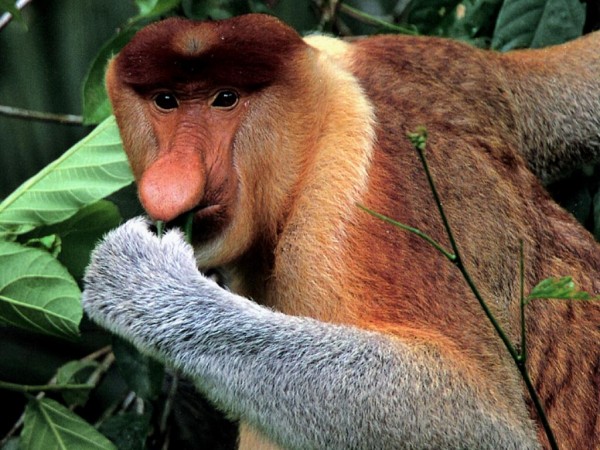 proboscis-monkey-2